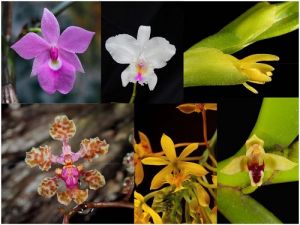 Univalle con permiso para recolecci&oacute;n de especies silvestres