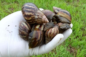 Caracol gigante africano: posible amenaza para el equilibrio ecol&oacute;gico