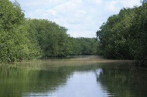 Manglares, fuente de desarrollo para Colombia