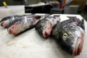 Pescado contaminado en la mesa de las mujeres m&aacute;s pobres de Cali