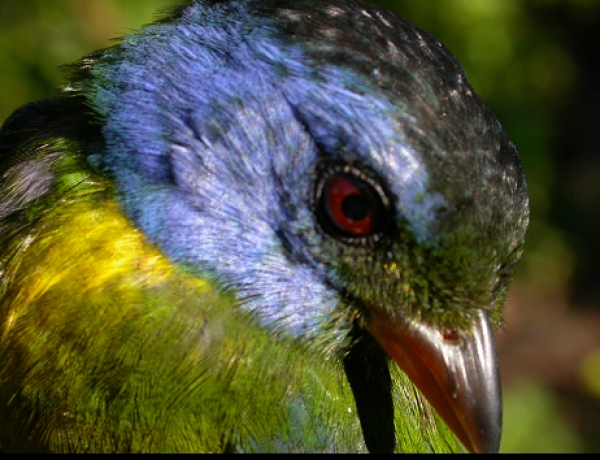 Sostenibilidad ambiental en pa&iacute;ses en posconflicto