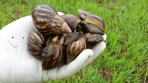 Presencia de par&aacute;sito en 'Caracol Gigante Africano', confirmada
