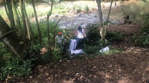 Se sembraron 6.000 alevinos de bocachico en el r&iacute;o Pance