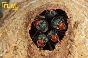 Bi&oacute;logo de Univalle, el fot&oacute;grafo de los insectos