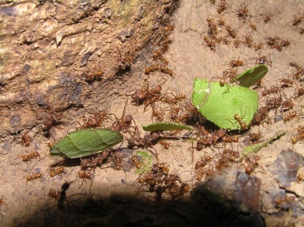 Hormigas arrieras, una amenaza para Cali