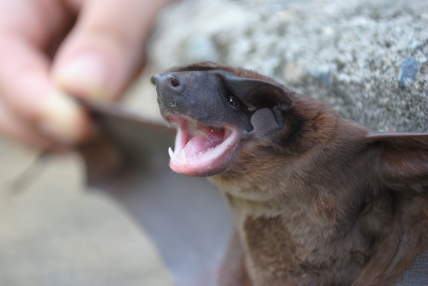 Descrita nueva especie de murci&eacute;lago en Colombia, Per&uacute; y Ecuador