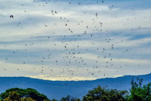 Proyecto de egresadas monitorea y educa sobre aves rapaces migratorias en Colombia