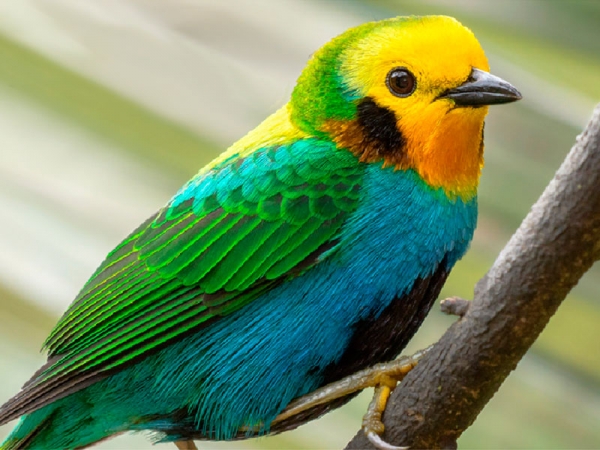 Univalle se viste de alas