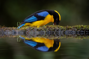 Conoce a los ganadores del concurso de fotograf&iacute;a &ldquo;Las Aves nos Inspiran&rdquo;
