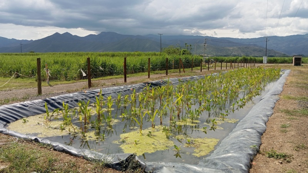 Del laboratorio a la cuenca: Soluciones basadas en la Naturaleza para recuperar el r&iacute;o Cauca