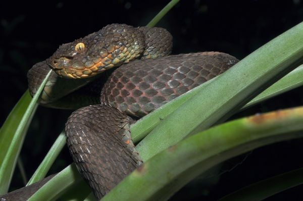 Serpientes venenosas en Colombia