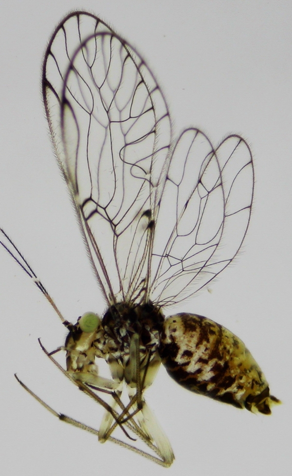 Descubren insecto y lo "bautizan" Univalle