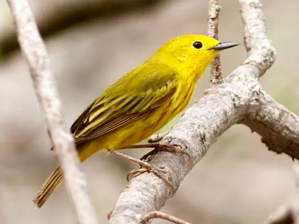 Las historias ocultas de las aves urbanas