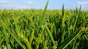 Patente por investigaci&oacute;n que permite aprovechar desechos de tallo de arroz