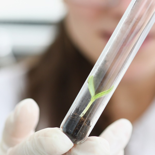 Univalle y Max Planck: esterilizar semillas cambia su microbiota y promueve el desarrollo vegetal