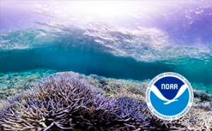 La NOAA confirma el cuarto evento global de blanqueamiento de corales