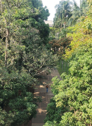 Campus Mel&eacute;ndez, principal pulm&oacute;n verde de Cali