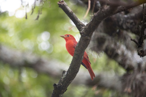 Univalle, entre las mejores 170 universidades en sostenibilidad ambiental