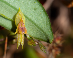Orqu&iacute;dea descubierta en Cali lleva el nombre de univalluna ilustre