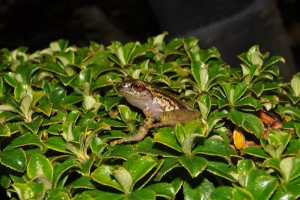 Encuentran dos nuevas especies de ranas en los Farallones de Cali
