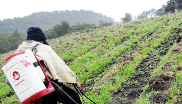 Emprendimientos en Workshop de casos exitosos