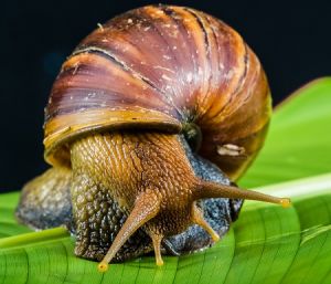 Caracol africano, &iquest;plaga u oportunidad?