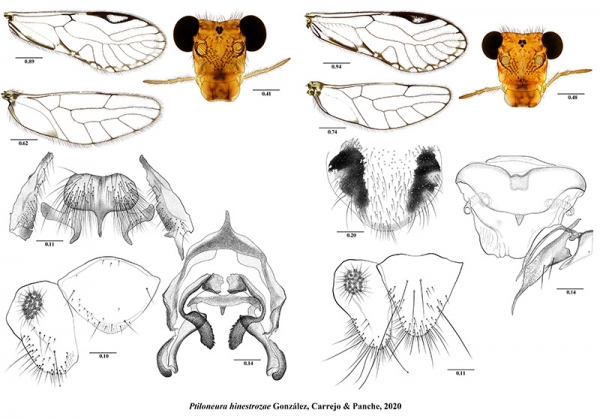 Describen nueva especie de Psoc&oacute;ptero