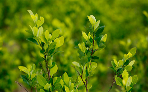 El Cauca dialoga sobre drogas y desarrollo regional