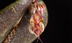 Esta es la nueva especie de orqu&iacute;dea descubierta en los Farallones de Cali