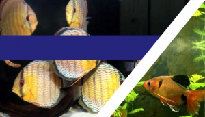 Dise&ntilde;o, manejo y mantenimiento de acuarios, terrarios y acuaterrarios