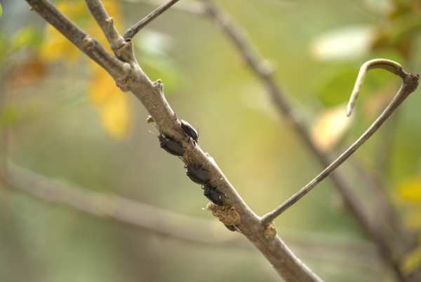 Campus Universitario Biodiverso