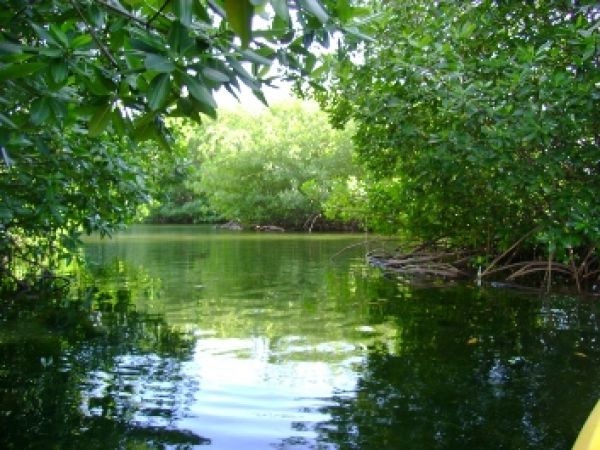 Crean Red Nacional de Estuarios y Manglares