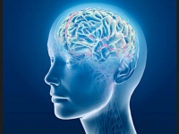 Investigan sobre la reacci&oacute;n de las neuronas ante el trauma