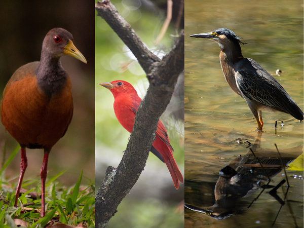 Univalle en la ruta de la Biodiversidad de la COP 16