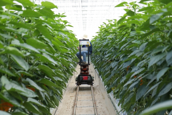 Univalle formar&aacute; profesionales en agroindustria con &eacute;nfasis en inteligencia artificial
