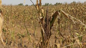 &iquest;Por qu&eacute; fallan los pron&oacute;sticos de El Ni&ntilde;o?