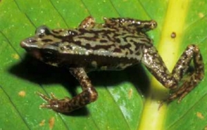 Se extingui&oacute; un sapo, es la segunda especie confirmada que pierde el pa&iacute;s