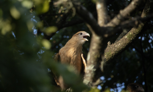 La academia, gran aliado de la biodiversidad: universidades presentan sus proyectos en Colombia BioConecta