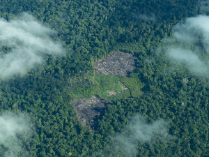 Reducci&oacute;n de la deforestaci&oacute;n en la Amazon&iacute;a: una apuesta por el futuro