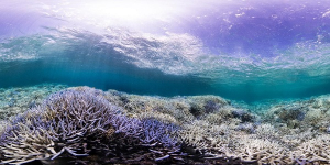 Cuarto evento global sobre blanqueamiento de corales