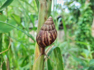 As&iacute; est&aacute; la presencia de Caracol Africano en Cali