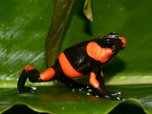 Intentan salvar dos especies de ranas